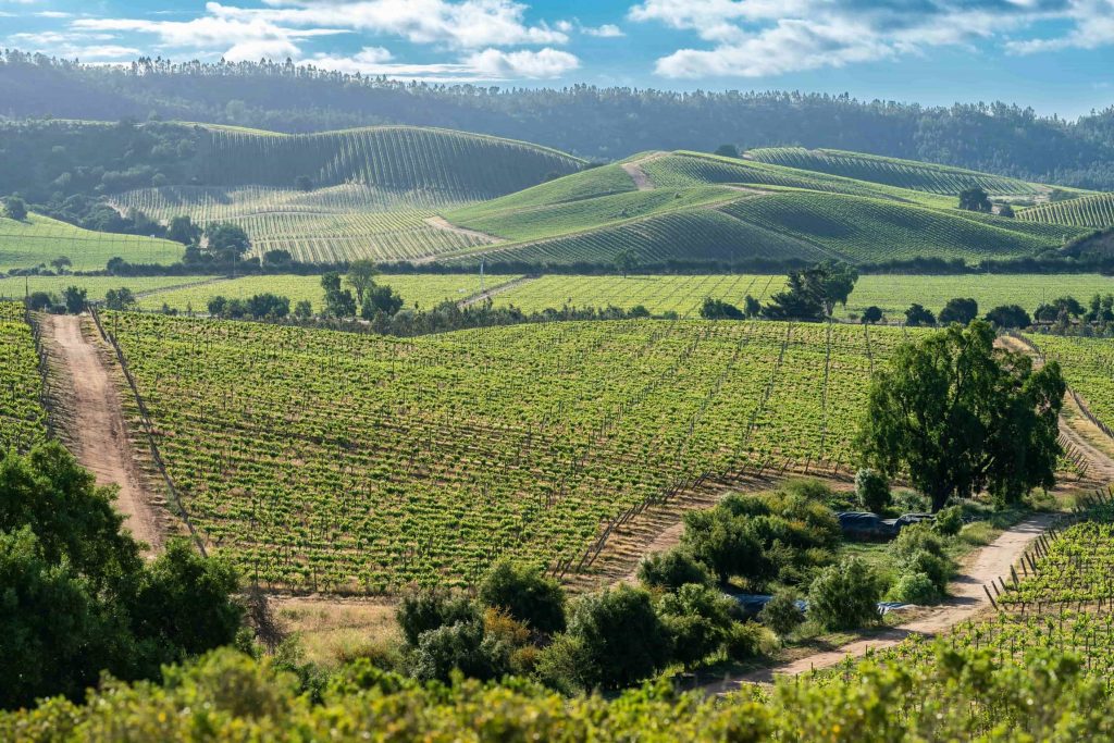 REG_Valparaiso's tweet photo. ☀️🍇 Valles Centrales, el escenario perfecto para descubrir nuestra región.

📍 #valledecasablanca
📍 #valledeaconcagua
📍 #valledeleyda
📍 #valparaísoregión https://t.co/A3Wa6oAiGB
