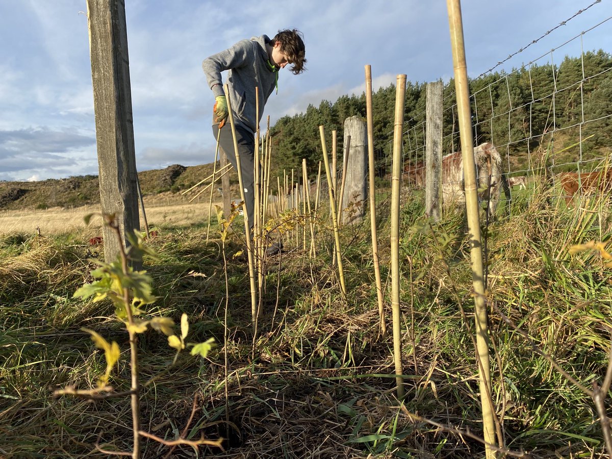 300m of new hedgerow planted this weekend at Ballinlaggan. Thanks to ⁦@WoodlandTrust⁩ MOREHedges scheme and to Josh for volunteering as part of his DoE award. #northwoods #rewilding