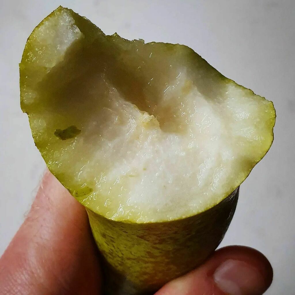 MatsEk's tweet photo. Om man äter päron och äpplen "på tvären" så är kärnhuset inte mycket mer störande än skalet. Det blir inget skrutt kvar, bara en liten pinne.
#lifehack #fruithack #päron #rester #psykiatern https://t.co/Kb5qU7mdQP https://t.co/mK43o0dp6z