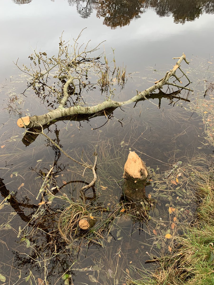 Well, this happened 😲🤫😍🦫 @ScotsBeavers @BeaverTrust @ScotRewilding @ScotlandTBP