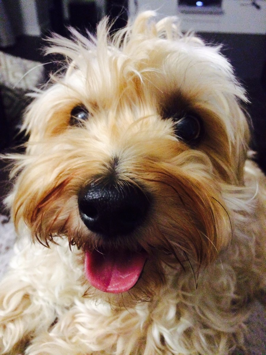 Have a wonderful day, <a href="/alainakthompson/">Alaina Thompson-NTP</a>! Oh and a pup too!