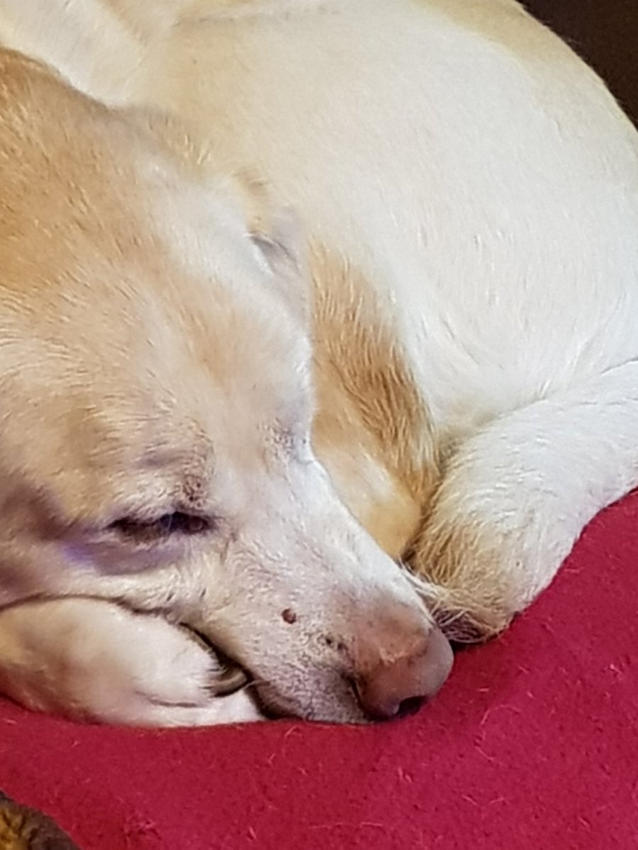 amyvictoria78's tweet photo. @Wee8182 Chonky doggo you say? #lovemuffin #labradog https://t.co/b2OcD1j0x6