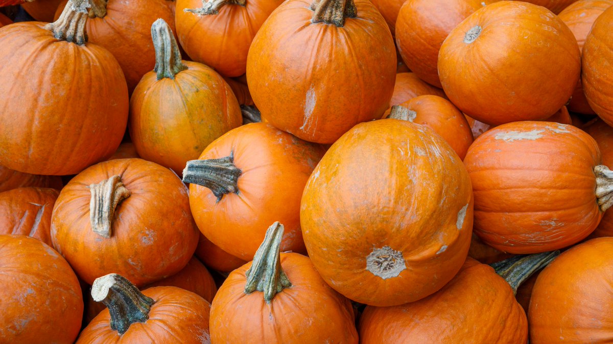 EssentiallyDogs's tweet image. Please re-tweet my New Post - About Pumpkin &amp;amp; Yummy Recipes essentiallydogs.com/wp-content/upl… essentiallydogs.com/about-pumpkin-… 
Pumpkins are not just for carving on Halloween or for Thanksgiving. Your dog can benefit from  ...