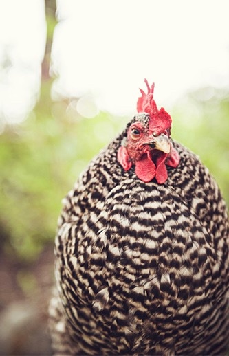 Katedoge tweet media