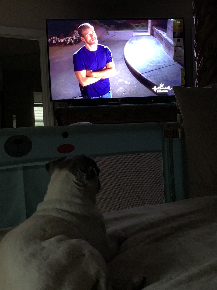 Pia_Pia_the_Pug's tweet photo. Enjoying one of our favorite @hallmarkchannel movies #LoveonaLimb w/ @TrevDon & @imthesmash. Thank you!! I needed this…. #Hallmark #hallmarkies #roughmonth #Sunday #puglife #love #enjoying #favorite #resting https://t.co/pbk3d1j0jC