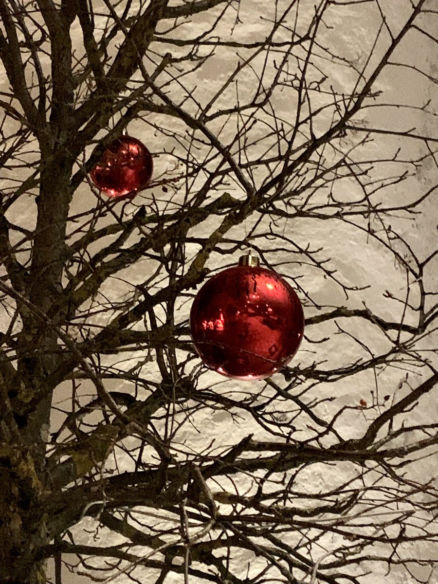 RobertaGasperi1's tweet photo. Rosso Natale sui rami degli alberi ⁦@altoadige_info⁩ https://t.co/xRkRm4QDiw