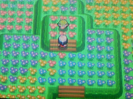 تويتر ゆう ポケモン大好き على تويتر おはよう ダイパ小ネタ集 花の楽園 シェイミ を捕まえることが出来る場所 ダイパでは未実装 オーキド博士の手紙 を持ち ２２４番道路 に行くことで シェイミに会うことが出来る 配布されるので実装されているか