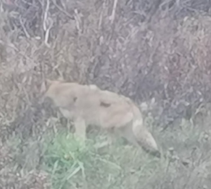 anagy431's tweet photo. Walking with the new pup and came across this beautifully healthy coyote...from a distance. https://t.co/rEULU37c3H