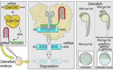 BinMohammed07's tweet photo. من الافكار العظيمه المطوره لاجيال #CRISPR هي أداه CRISPR-Off المنشوره فكرتها قبل شهور والتي تعتمد

امكانيه إيقاف اي جين(تقريبا)دون اجراء تعديل من خطوه واحده ع الشفره الجينيه

لينقلهم ذلك من نفق مابعد الجينوم الى تعديل الوراثه اللاجينيه ليتم التحكم بمتى-اين يتم تشغيل-ايقاف الجينات https://t.co/SHCYVnxUF9