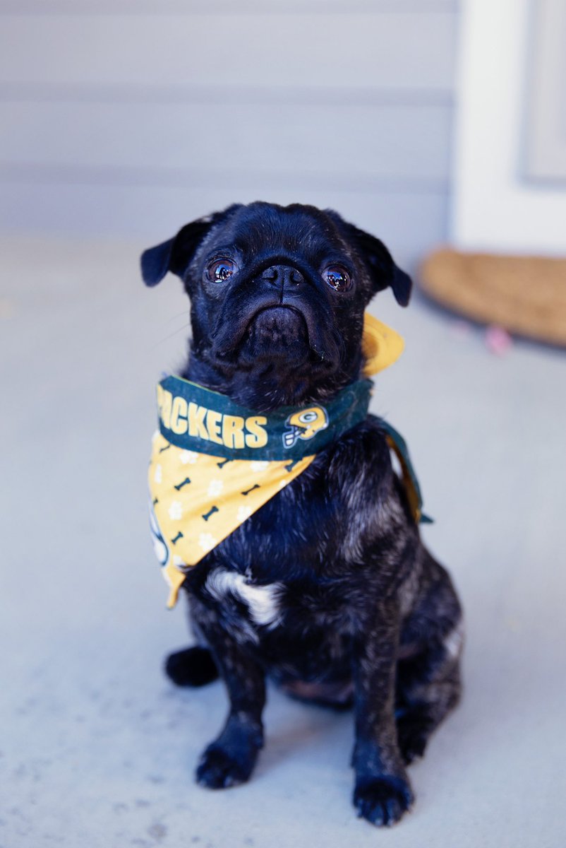 Lizzard_H's tweet photo. Proud mom #PackerPug @packers #GoPackGo https://t.co/JeuUG3t4xL