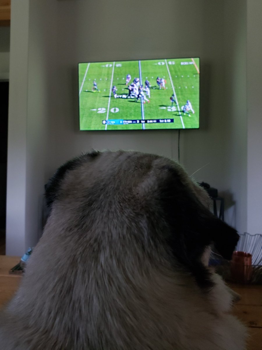 AnjouPug's tweet photo. My favorite place to be on a Sunday, watching football on HooDad's lap. ๐ถ๐๐โค๏ธ#puglife #DogsofTwittter #LapPug https://t.co/r5ZdaZc2B8