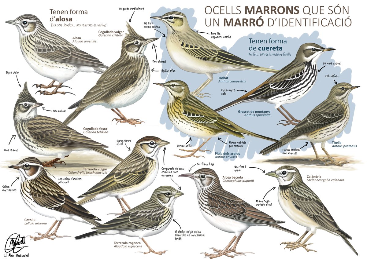 AlexMascarell's tweet photo. #Ocells marrons que són un marró identificar!
#Aves marrones que son un marrón identificar!
Brown #Birds difficult to tell a part! https://t.co/EXxgQhxZ0e
