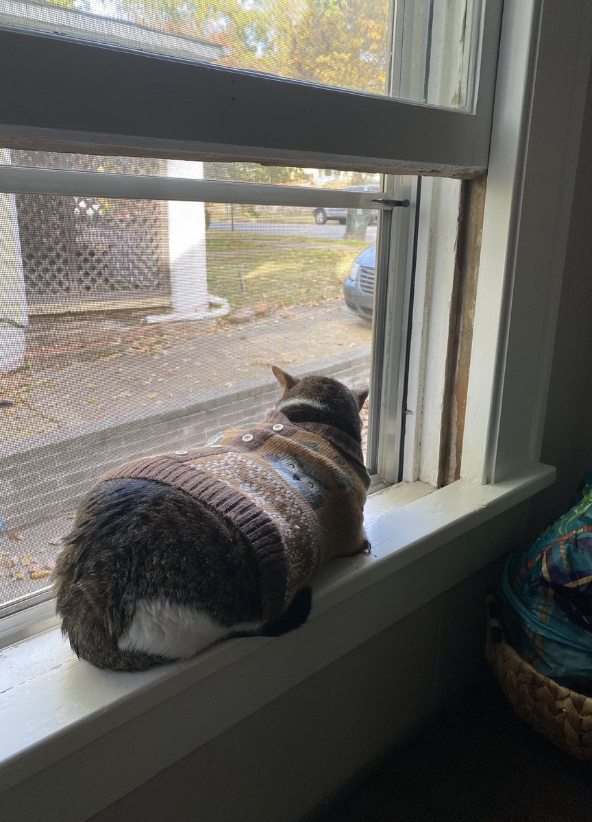 My cat misses the summer heat, but she will tolerate this fall weather as long as she can bundle up in her sweaters 🐱