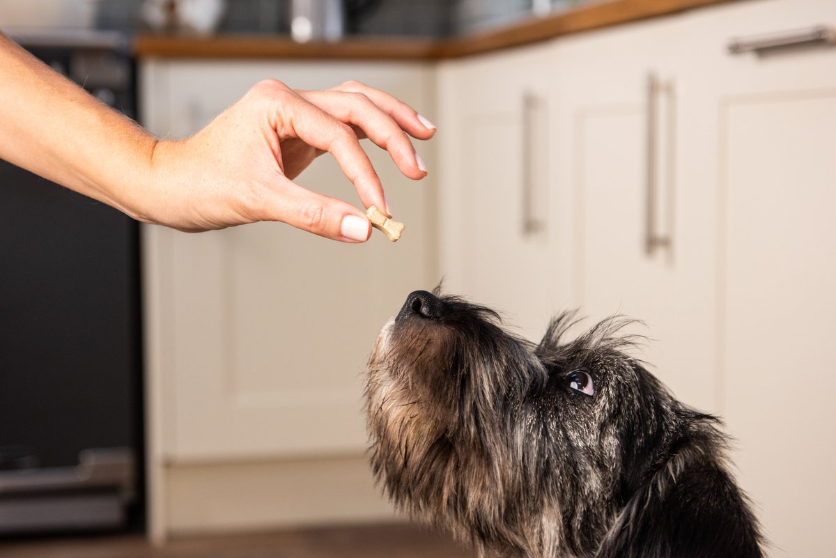 Protect_MyPet's tweet photo. Drontal worming tablets come in the form of a tasty bone, so most pets accept them voluntarily.
However, we know administering tablets can sometimes be tricky. A top tip from our vet team is to administer the tablet in your pet's favourite strong tasting food.Nom.🍗
#PROTECTMYPET https://t.co/HB1Ryo4Gd0