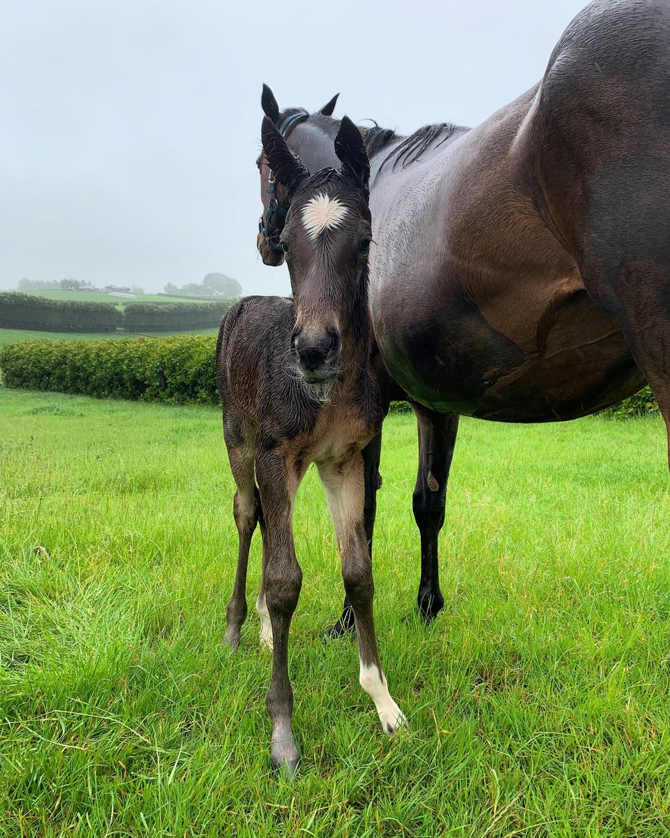 BAXLTD's tweet photo. Already starting to source the next group of syndication horses. Two fillies, a Proisir &amp; a Time Test .. how can I go wrong ? #siresonfire #syndication #runningtowin @littleavondale @RichHillStud #patience https://t.co/GTfPp4cIY9