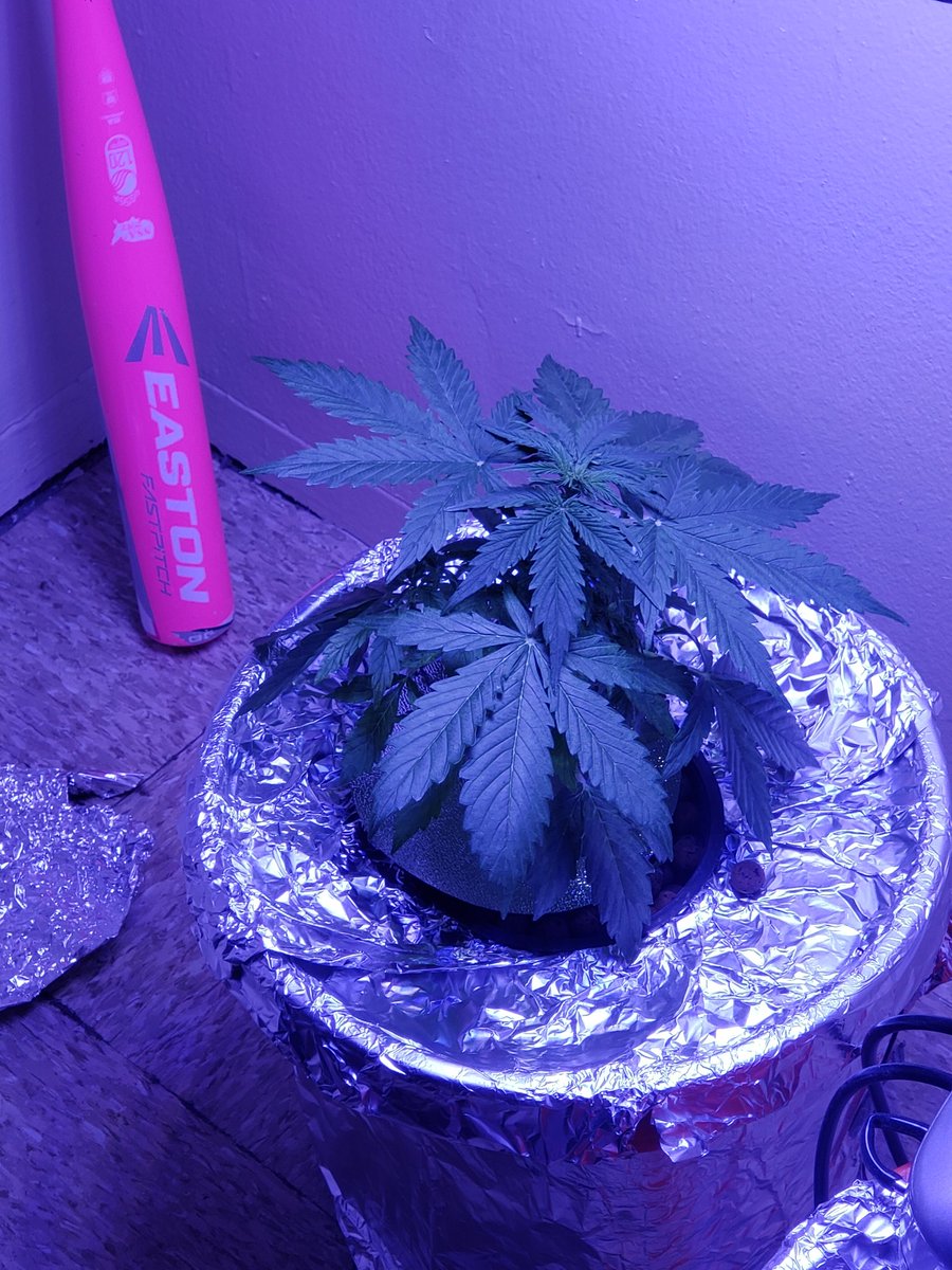 CryptoDadsNYC's tweet photo. My new baby. I shall post development https://t.co/lCo7N7Copu