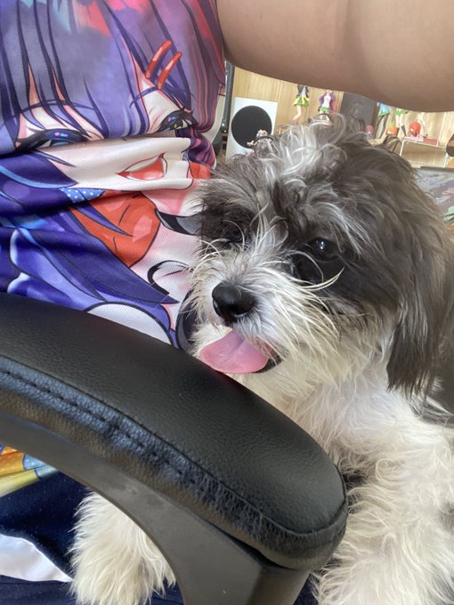 新しいワンちゃん我が家、名前はオレオです。 