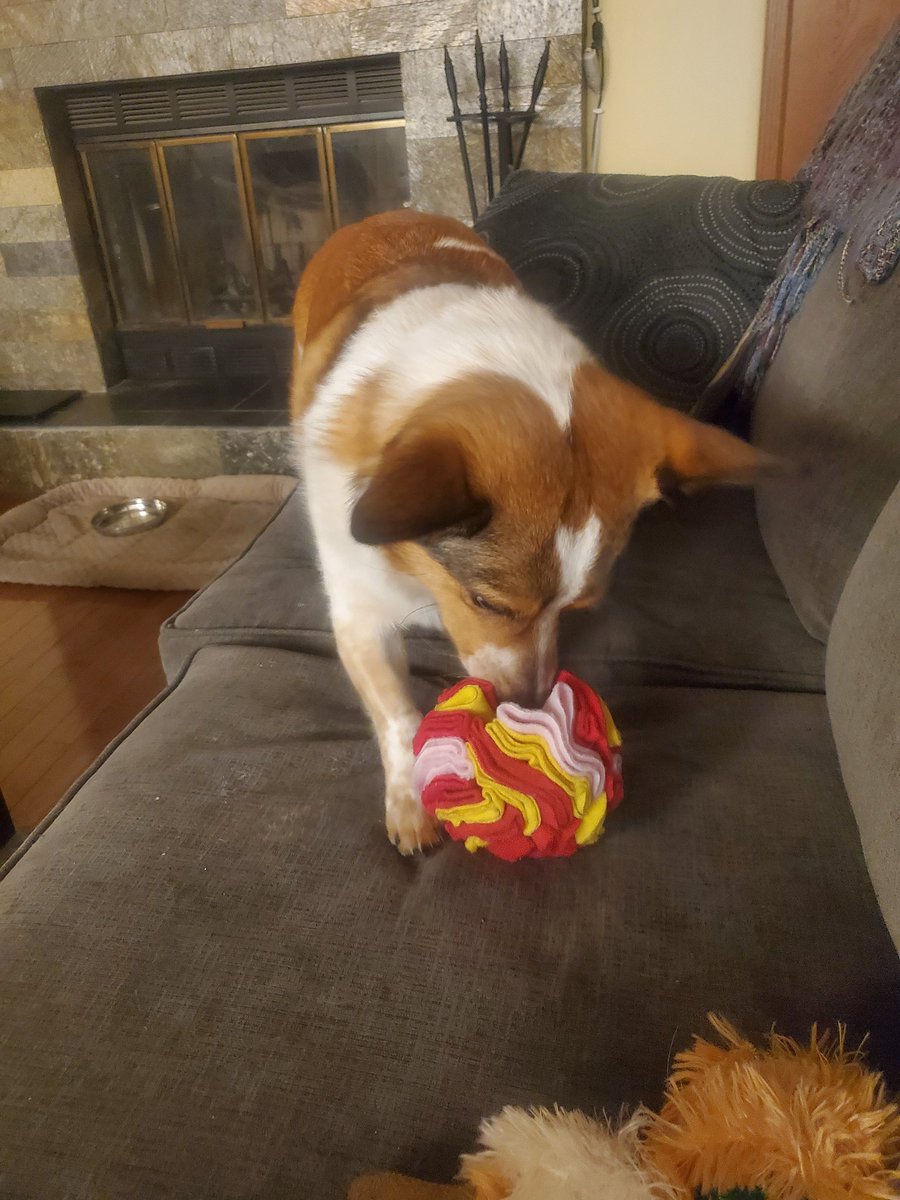 LizaSunley's tweet photo. I bought Ruby a snuffle ball at #MADEforPETS at @EdmontonHumane today. She loves it. She's been working hard to find those treats hidden inside! A busy Ruby is a happy Ruby. πΆ https://t.co/qAL6NWZbOn