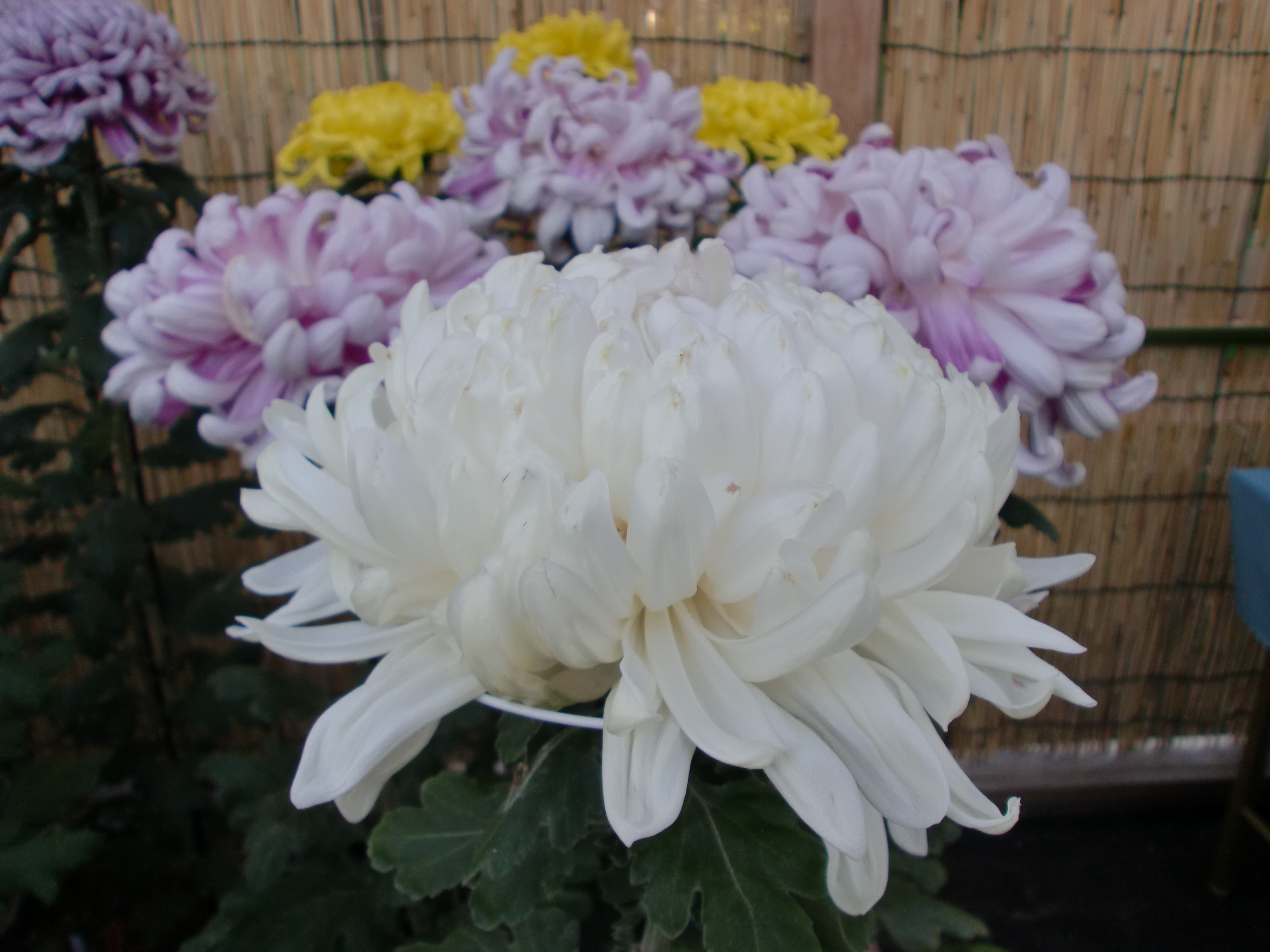 白い菊の花 Twitter Search Twitter