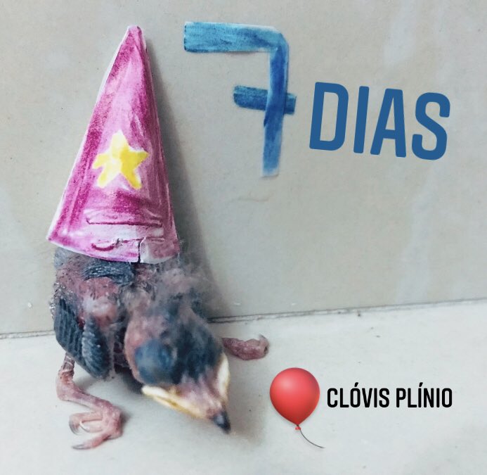 yolunacita's tweet photo. A foto que eu achei do Clóvis Plínio, eu fiz a festinha de 7 dias pq todo mundo pensava q ele ia morrer com 1 dia de vida (ele nasceu com um arteria pra fora) mas ele morreu com 9 dias.
#RipCP https://t.co/juNnHHPM3A