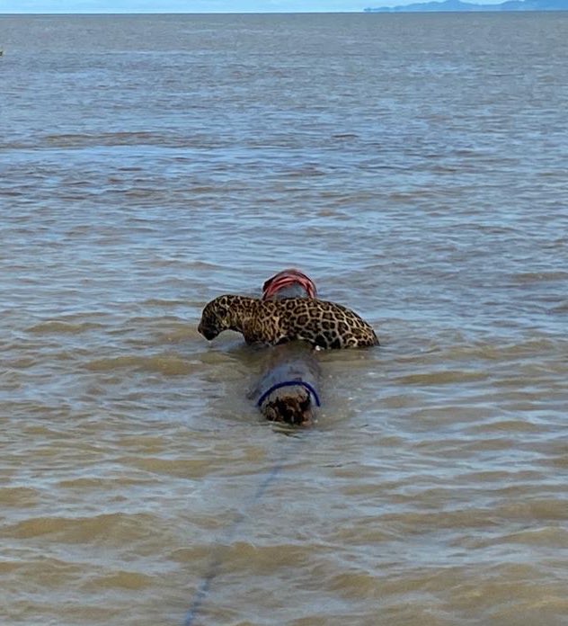 FNC_ArmadaCol's tweet photo. Unidades Guardacostas @ArmadaColombia en coordinación @CORPOURABA lograron rescatar un jaguar agotado y a la deriva en la desembocadura #RíoLeón en Turbo - Antioquia.
Se salvaguardó la vida de jaguar y se trasladó de manera segura a su hábitat natural, zona manglares protegida. https://t.co/VcGpTSpclO