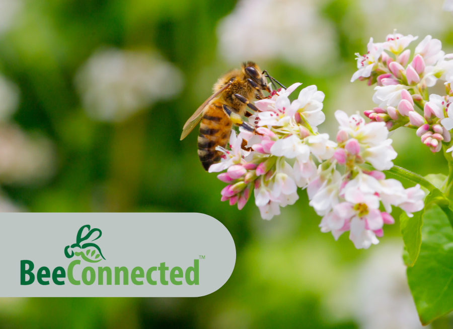 We know how important our pollinators are. That’s why we created #BeeConnected! 🐝🐝 This app provides pollinator protection through farmer and beekeeper collaboration. Find out more at our StewardshipFirst website. #AustralianPollinatorWeek 
ow.ly/3G4I50GNjT2