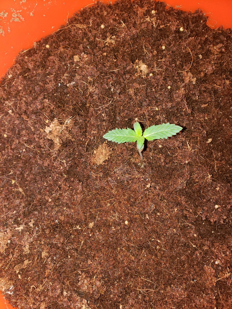 CryptoDadsNYC's tweet photo. Little mamma growing https://t.co/VZcVOdSFwT