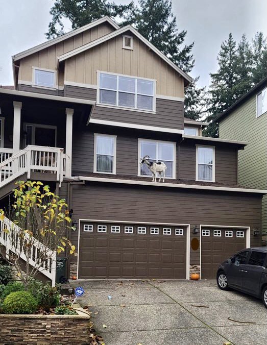 WCSOOregon's tweet photo. Deputies called to this Bethany area home found Gus the Goat doing his best Rudolph the Reindeer impression. Gus wandered off and climbed onto a neighbor's roof. His owner lured him down with, what else, french fries. 🐐 🍟 https://t.co/NoP4mdEKUz
