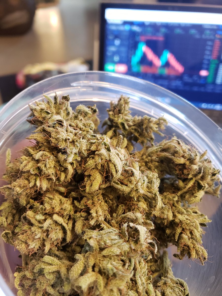 CryptoDadsNYC's tweet photo. Trimming made me toss half the plant ugghh. https://t.co/yBpNaBpycT
