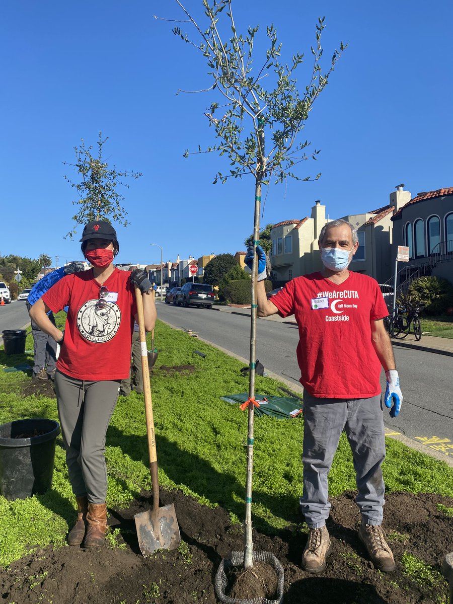 Getting our Green On Saint Mary's Park: 40 neighborhood volunteers, with Friends of the Urban Forest &amp; the City just planted 35 trees along the College Ave medians as well as a few yards - beautiful Oak and Buckeye, all native to Ca. Thx to <a href="/SFUrbanForester/">Friends of the Urban Forest</a> &amp; <a href="/sfgov/">City of San Francisco</a>