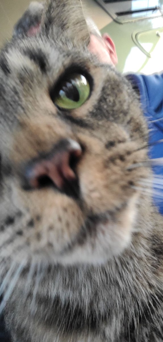 seanbwrites's tweet photo. Photo-bombed! #emersonpopfic #WritingCommunity #writerslife #CatsofTwittter https://t.co/0fXwUBYciL