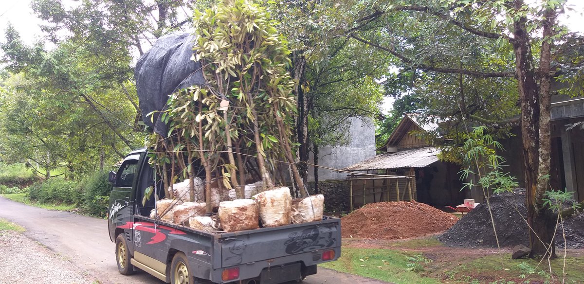 BibitIbram's tweet photo. bibit durian pesanan bapak sultan dari wonosobo,yu siapa lagi yg berminat bibit durian unggulan berkualitas dengan harga yg sangat terjangkau silahkan DM atau hub no tlf/wa di no:081228693909 https://t.co/32IcnKLxMZ
