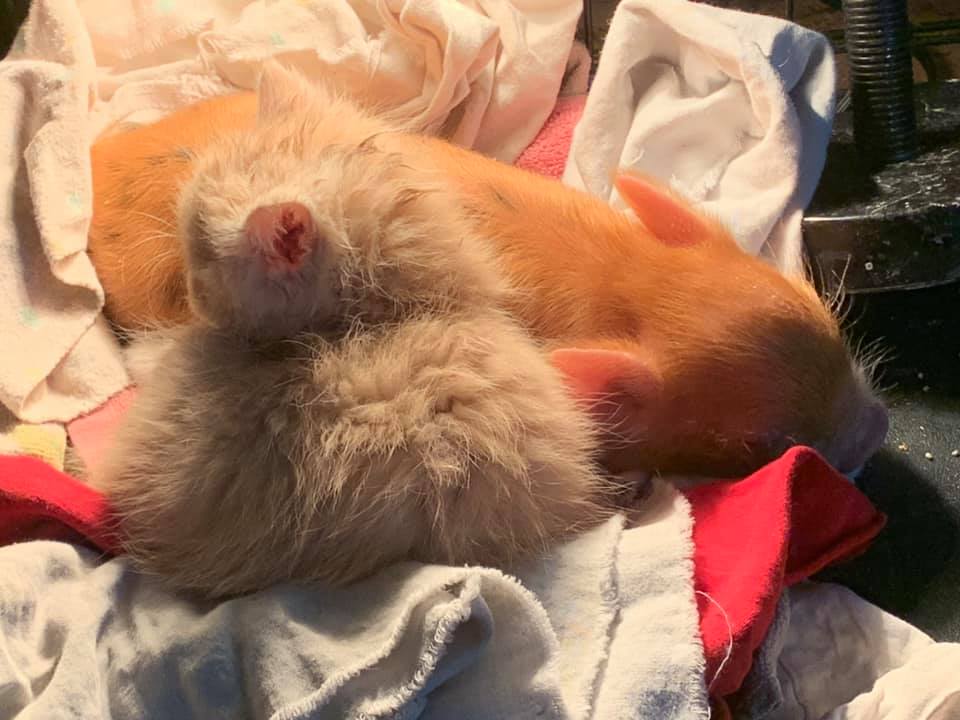 Samanda Brace tweet media