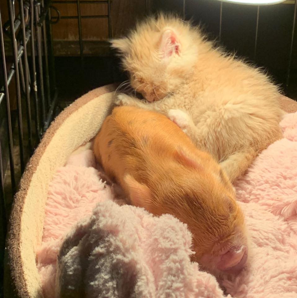 Samanda Brace tweet media