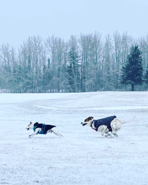 UnleashedExplo1's tweet photo. Snow season is here #unleashedexplorers #snowday #Snowdogs #yeg https://t.co/iLinpZJ1uy