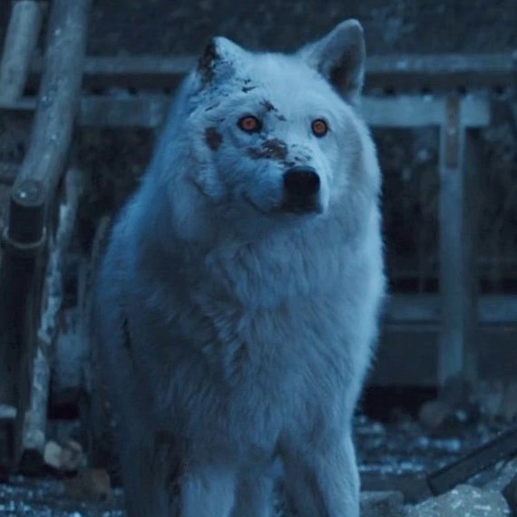 HOTDBr's tweet photo. TOP PERSONAGENS MAIS AMADOS DE GOT 😍

12 • Ghost

#GOTAwards https://t.co/XpS6T6PkjN