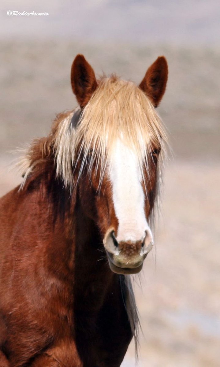 Terri_Farley's tweet photo. Lead stallion Red Cloud #wildhorses https://t.co/CflfMiB8oQ
