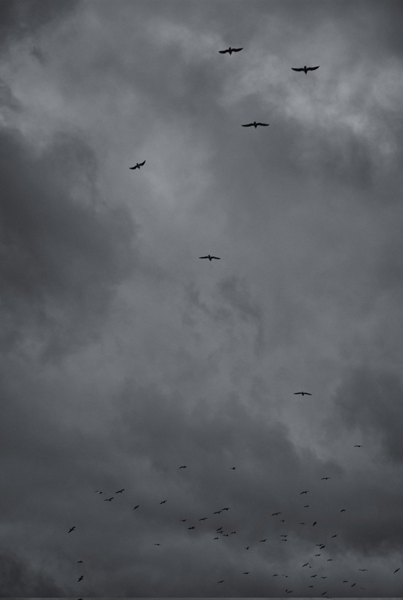 In the evening the birds come home, view's over Topsham. 
-
-
Camera: #LeicaSL
Lens: Summicron - f2 /75mm ASPH
Adapter: Leica M - ADAPTER L
-
-
-
 #needsunshine #devon #exploredevon #lockdownwalks #exploring #devonlife #LEICA #leicaSL #swim #hike #trek #outdooradventure