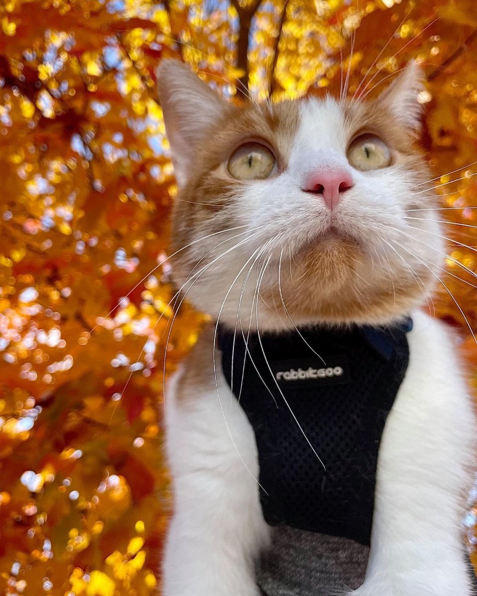 pucvm's tweet photo. Link is enjoying the Autumn trees this year! π
Photos courtesy of Maddy Towbridge, 3rd year DVM student.
#PetsOfPurdue #BoilerPets #CatsOfPurdue #purduecvm #cutecats #PurdueUniversity #boilerup #Boilermakers https://t.co/g8MvxJEWsC