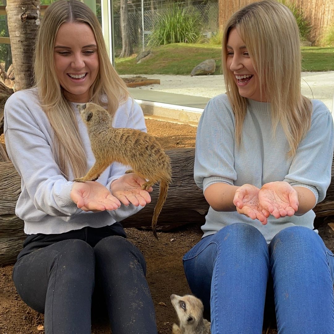 paradisectry's tweet photo. A brand new key, a brand new place, a happy smile upon our Meerkats face! Welcome our Meerkat clan to their new exhibit with an interactive behind the scenes encounter experience 💚 #paradisecountrygc https://t.co/L0yuJqL9Qg