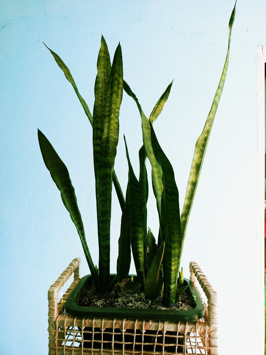 Planta Espada-de-são-jorge. Nome científico Dracaena trifarciata. Em um vaso pote médio. #espada #são #jorge #plants #green #natural #flowers #botanist #jardim #GARDEN_Online #GardenersWorld #Sunday #planta #verde #natureza #espiritosanto #decoration #beautifulworld #day #photo.