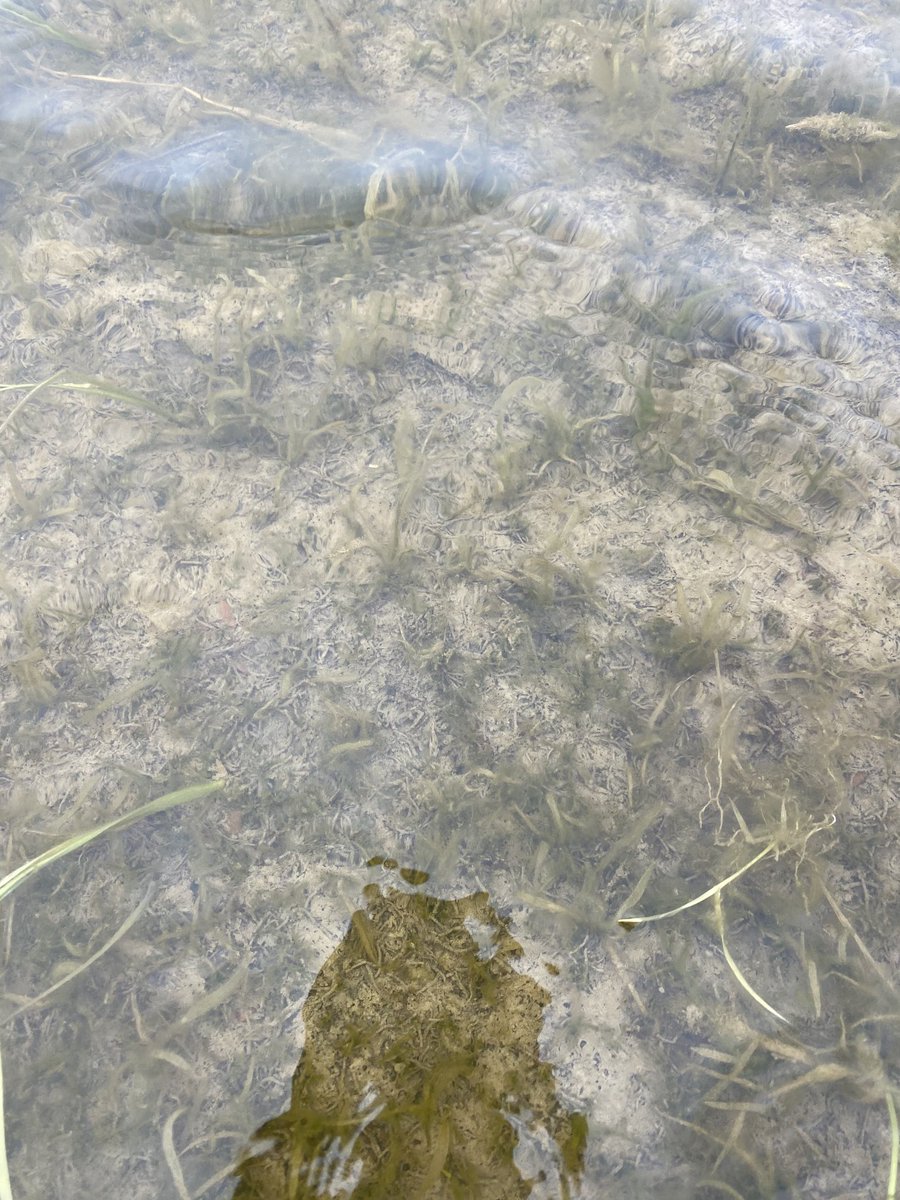 AlleenaBurger's tweet photo. #ubeniq @CortevaAU doing the job on starfruit and small dirty Dora in #rice22 @brad_willo14 @scottburger00 @brcagents @Jeremy_Morton_ @BenPearse43 @MichaelGorey1 @angmartin_ https://t.co/Ork36svrKt