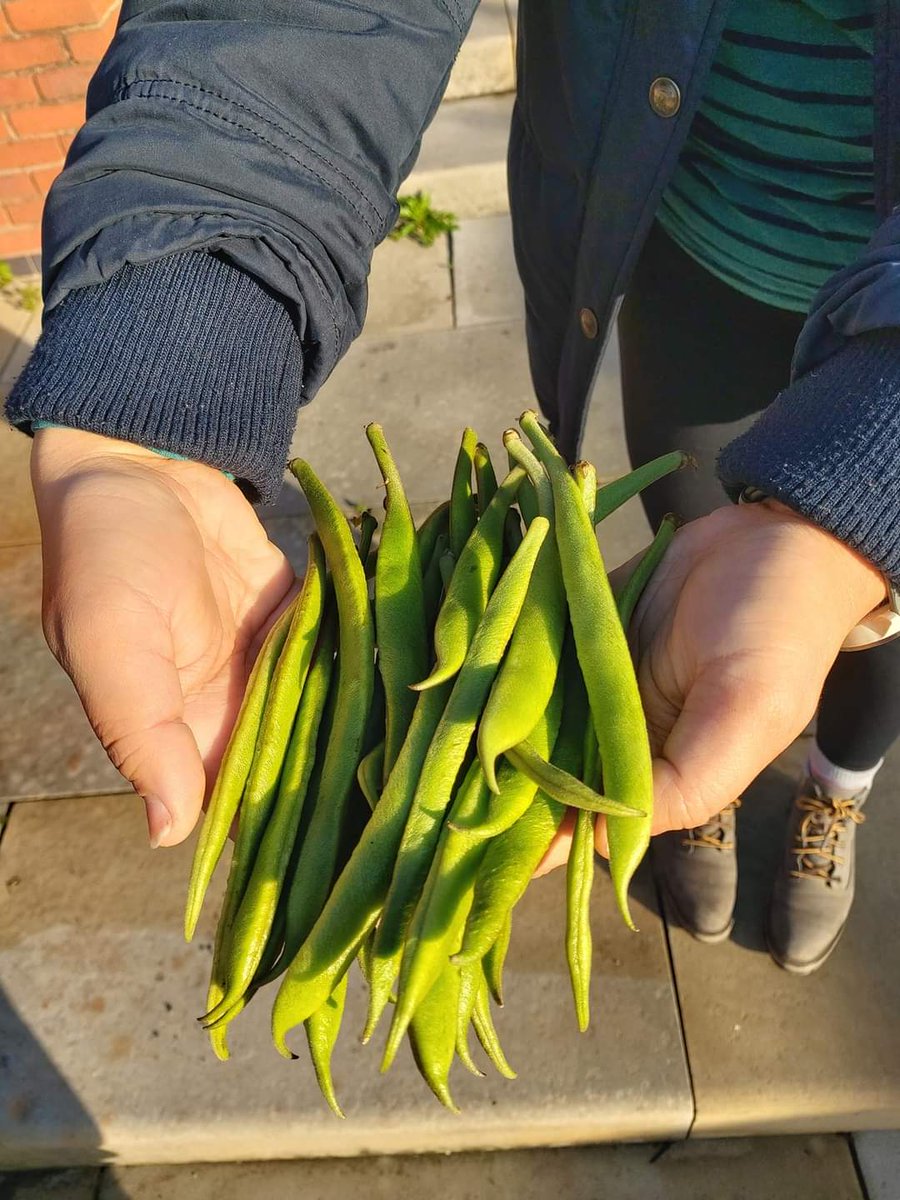 Clean & Green Castlefield (@cgcastlefield) on Twitter photo Mid-November and still harvesting runner beans!
Hope you enjoyed them <a href="/TheCastlefield/">Castlefield Hotel</a> 🌱
<a href="/OurCastlefield/">Castlefield Forum</a> <a href="/MCCCityCentre/">MCC City Centre</a> #garden <a href="/nwibofficial1/">North West In Bloom</a> Mid-November and still harvesting runner beans!
Hope you enjoyed them <a href="/TheCastlefield/">Castlefield Hotel</a> 🌱
<a href="/OurCastlefield/">Castlefield Forum</a> <a href="/MCCCityCentre/">MCC City Centre</a> #garden <a href="/nwibofficial1/">North West In Bloom</a>