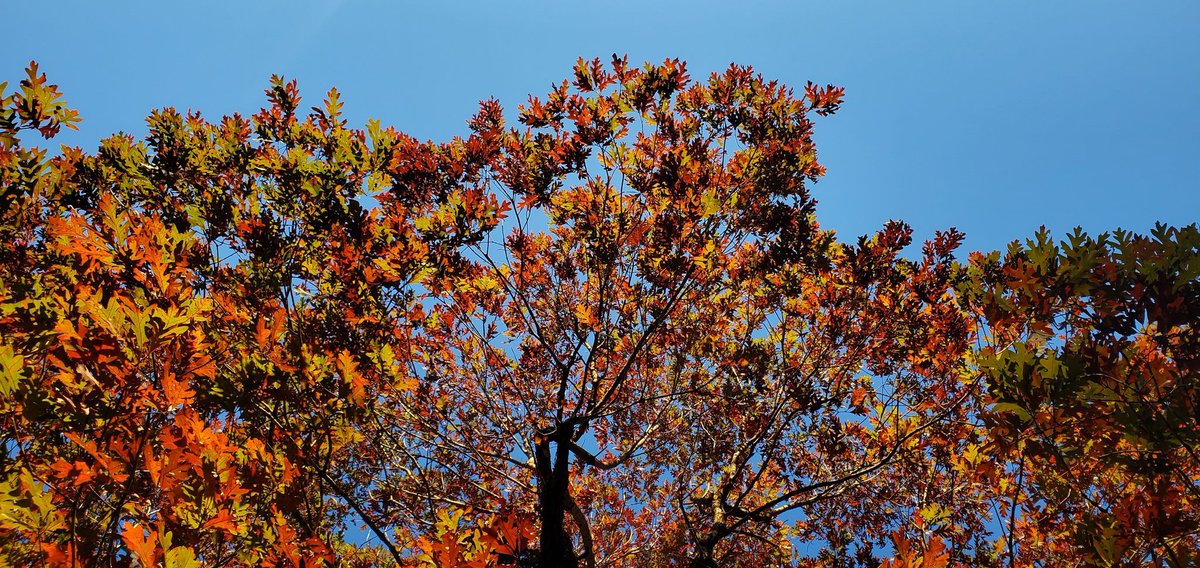 Fall foliage in #BensonNC