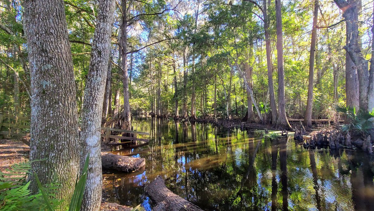 Perfect day on the trail. #beauty #naturalflorida
