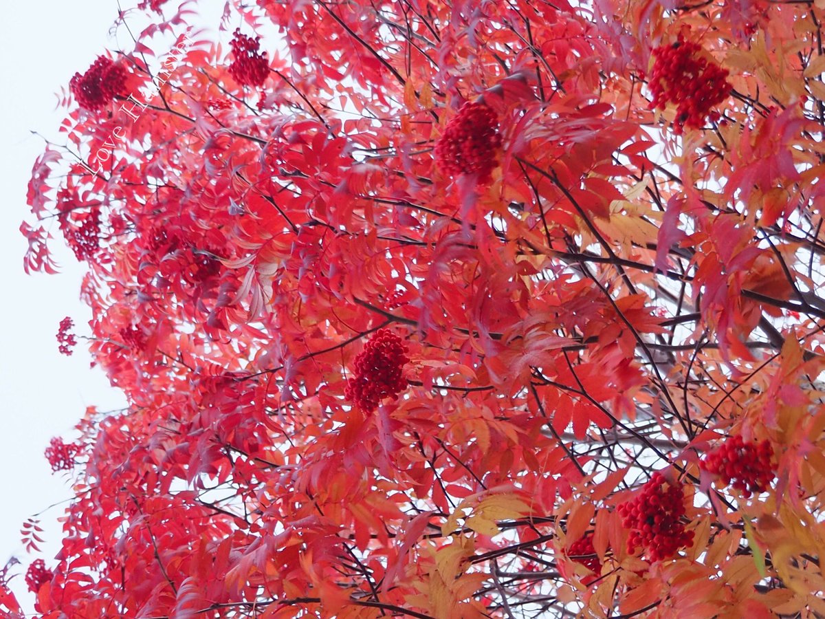 hamster_snow's tweet photo. ⌘ お は よ う ご ざ い ま す ⌘
　　
　　　🍁　紅　葉　🍁

皆様にとって、楽しい1週間になりますように❣️

#キリトリセカイ #写真好きな人と繋がりたい #カメラ好きな人と繫がりたい #北海道  #紅葉 #Japan #Hokkaido #photography #autumn https://t.co/CMi2KhvHE1