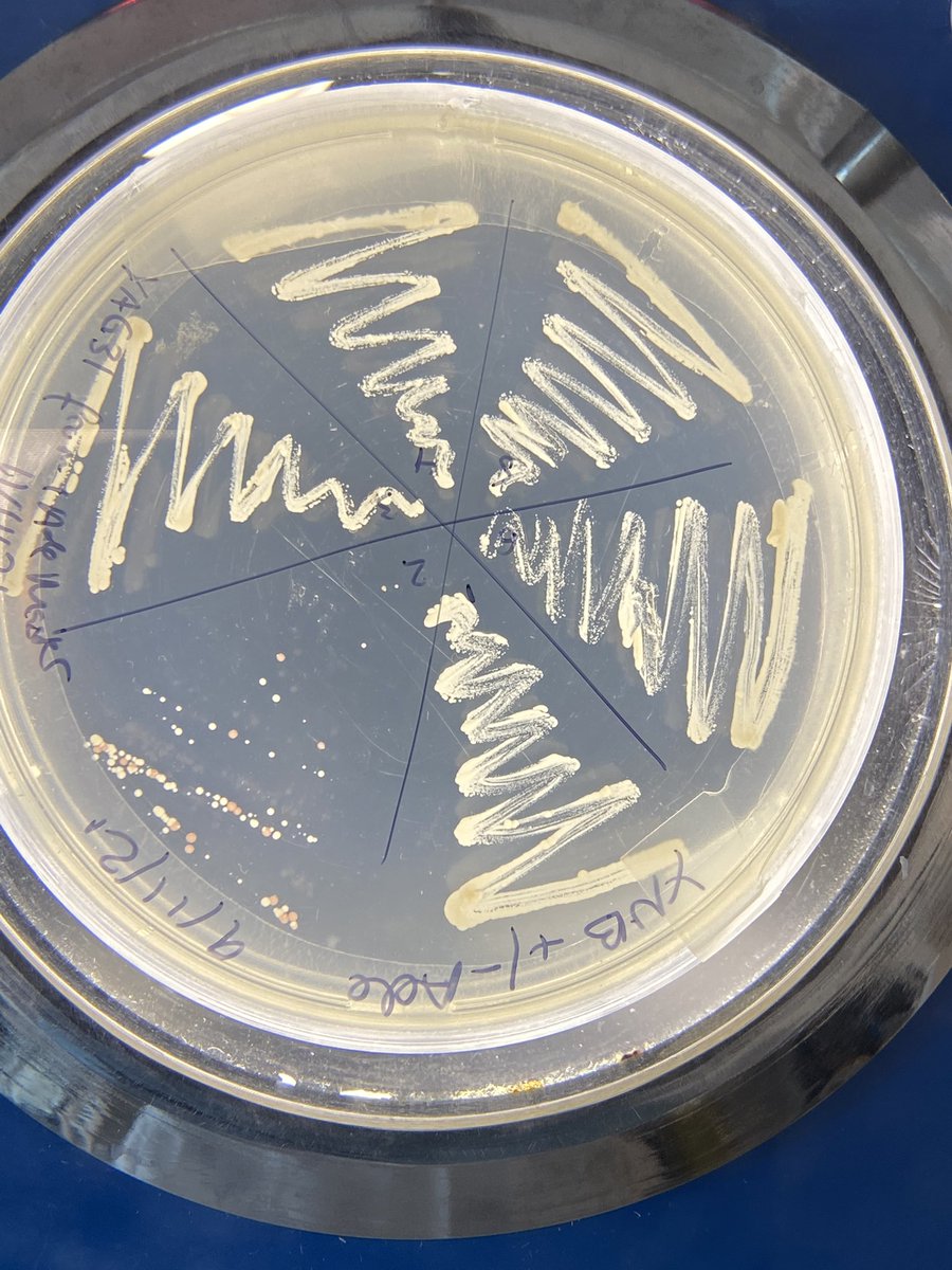 We have Xmas trees and we have baubles! Who wants to help with decorations? 

🧫: <a href="/omgfionawolf/">fenona</a> 
🦠: Saccharomyces cerevisiae