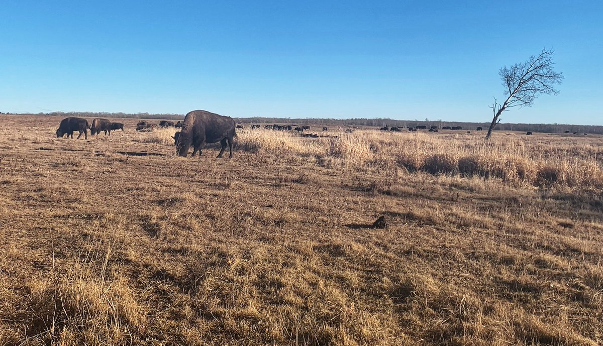 sa_hewitt's tweet image. Finally made it to #elkislandnationalpark on a gorgeous day when I didn’t have my camera. Oh well, it was lovely and I will definitely be back. #bison #fallhikes #explorealberta #alwaysbringyourcamera