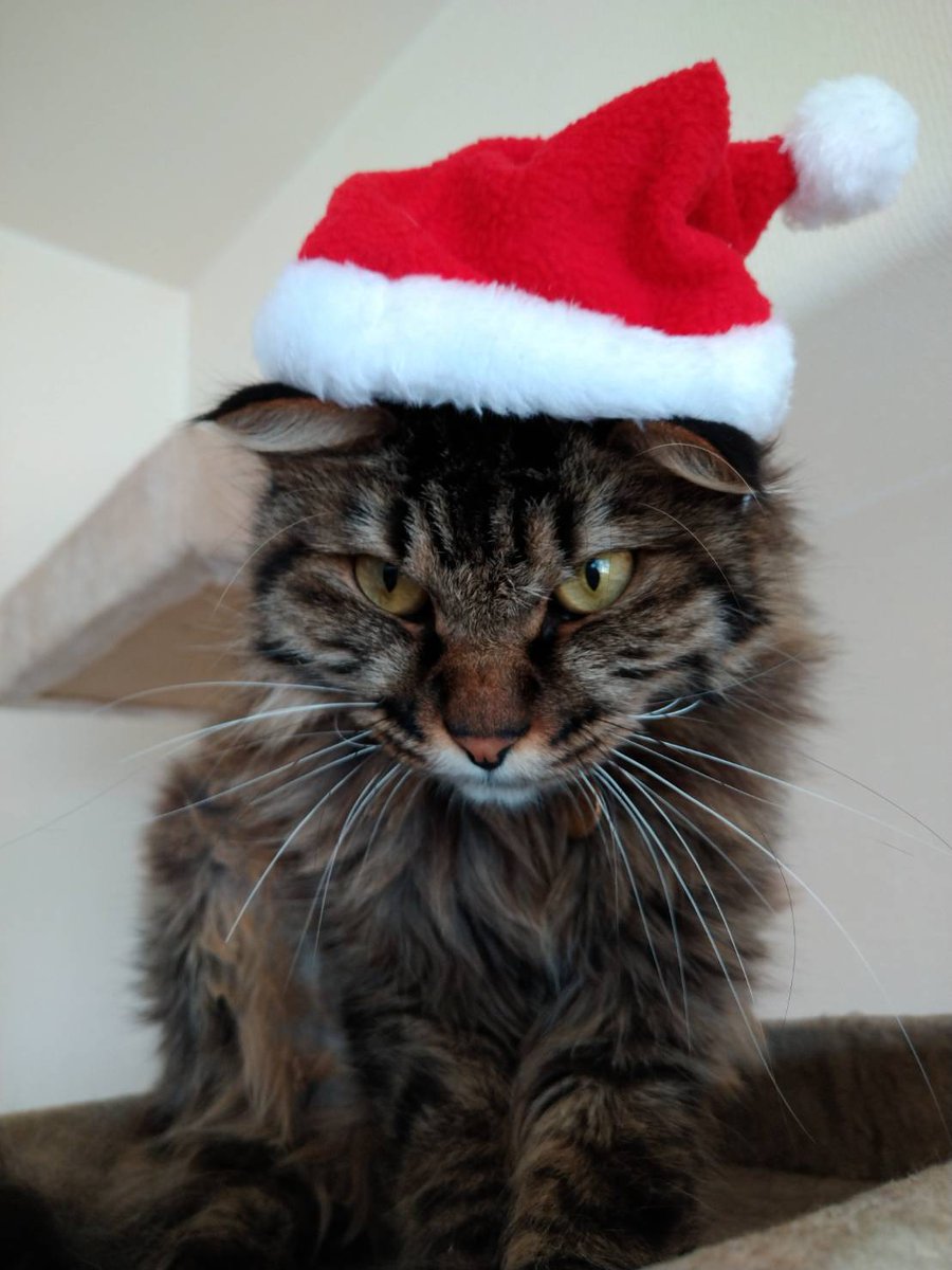 猫クリスマス - Twitter Search / Twitter