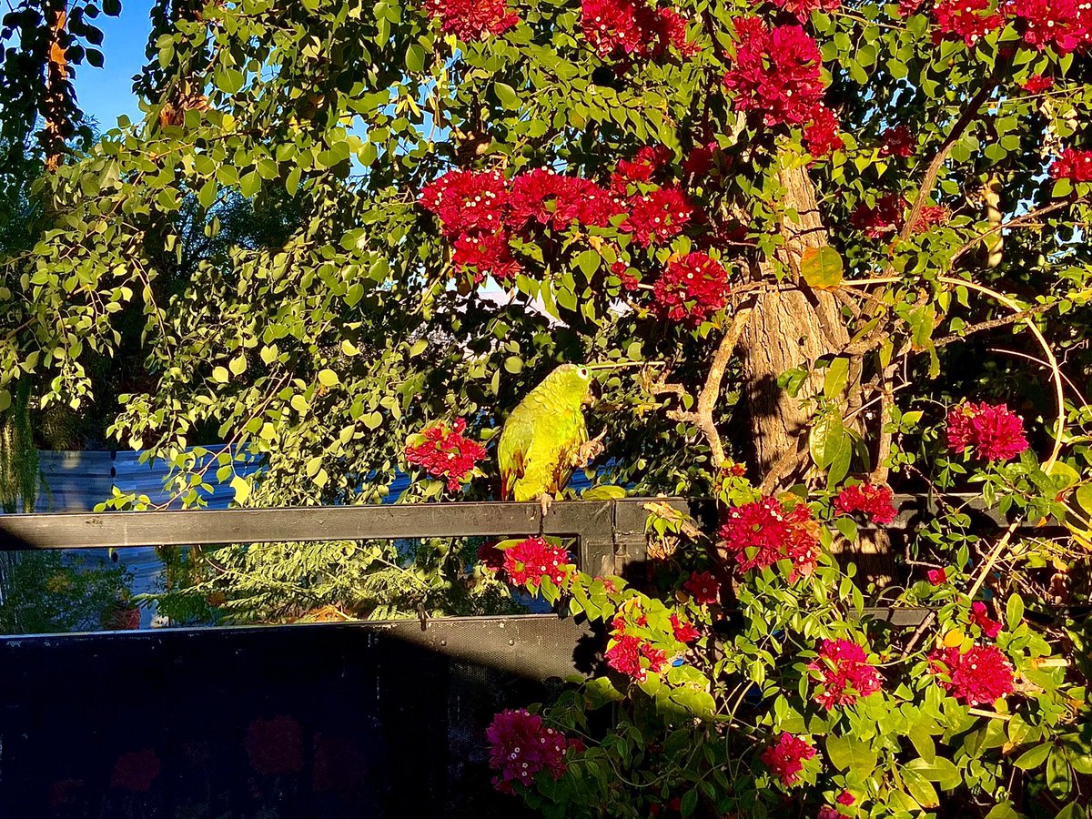 ScottTrace's tweet photo. #SundayExercise  While doing afternoon aerobics the parrot enjoys a shower in the fountain followed by a dry off in the sun with a stick to chew on… https://t.co/8lfbSBOw5k